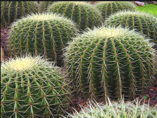 Cactus - Plant-a-Terrarium