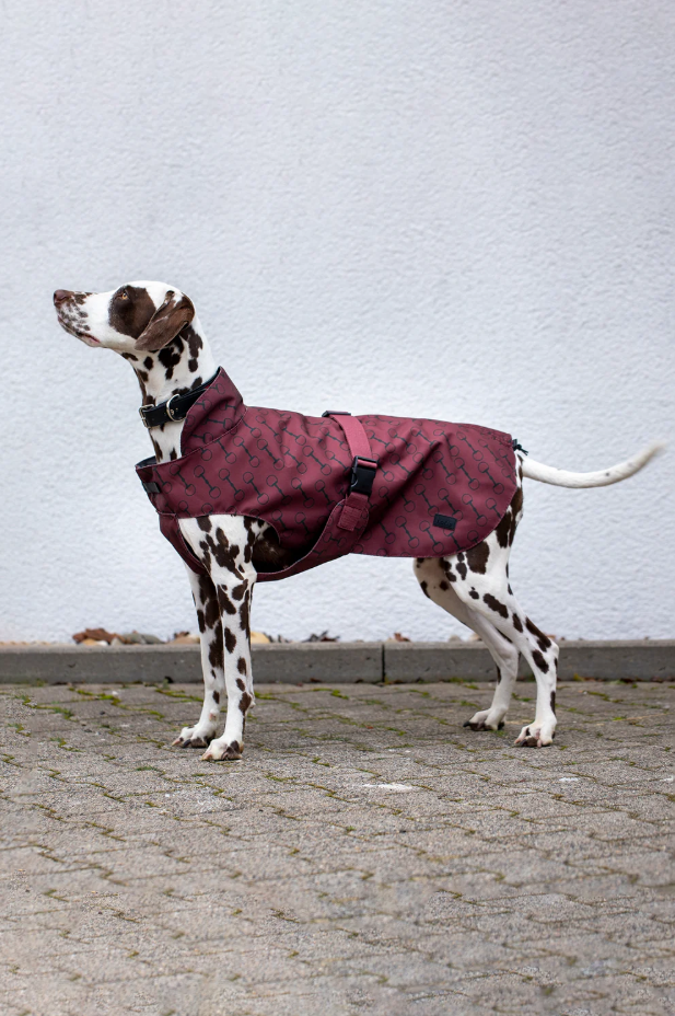 Noir dog wine coat - Plant-a-Terrarium 